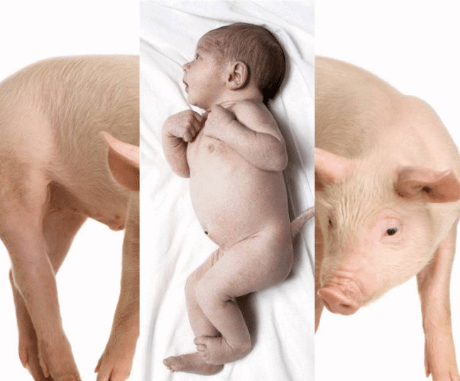 Nachodzi nowy świat. Powstała pierwsza chimera człowieka i świni
