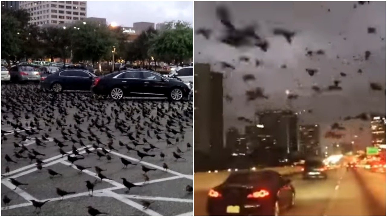 Ameryce grozi kataklizm? Dziesiątki tysięcy ptaków w panice uciekało przez Houston (video)