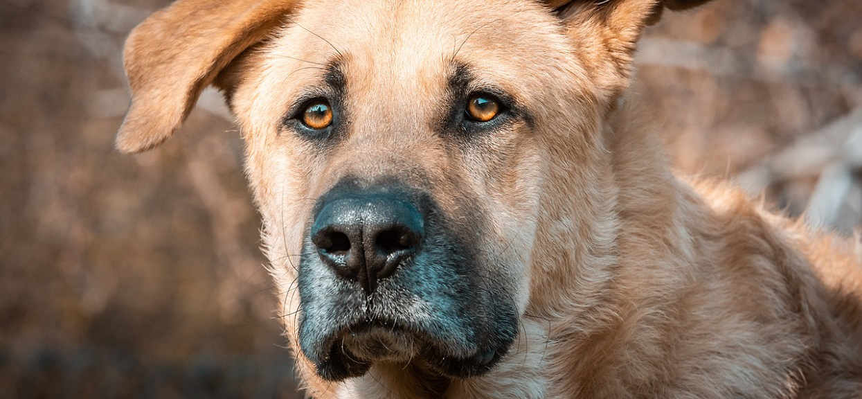 15 niesamowitych rzeczy, które Twój pies wie o Tobie. Niektóre sprawią, że złapiesz się za głowę
