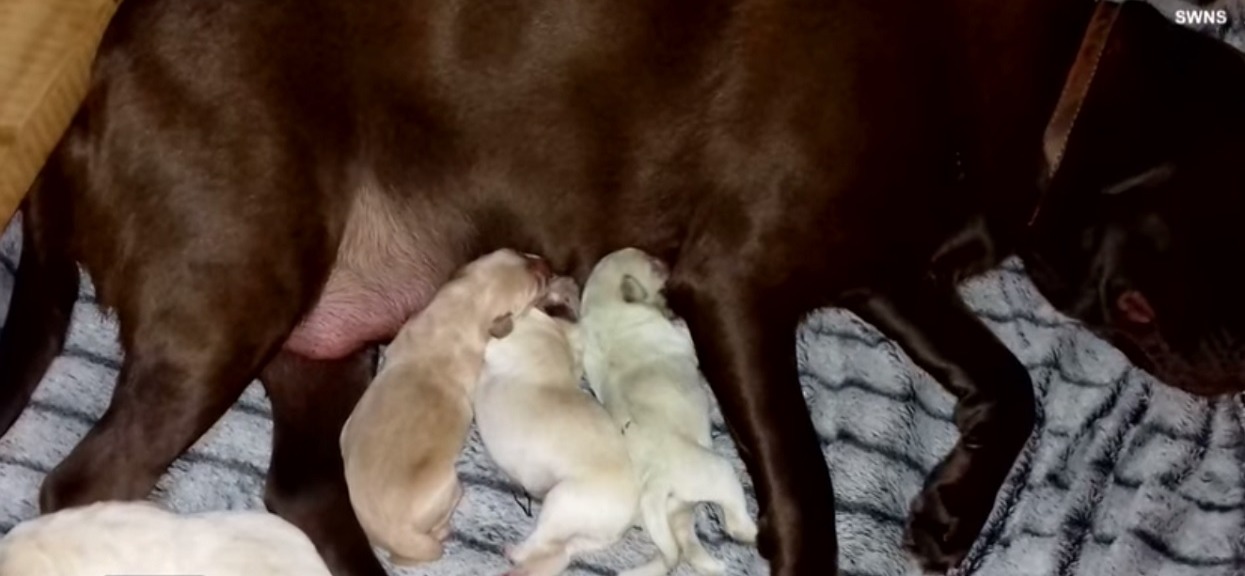Psia mama z dumą prezentuje swoje szczeniaki. Gdy zobaczycie dziewiąte oczy wam wyjdą z orbit