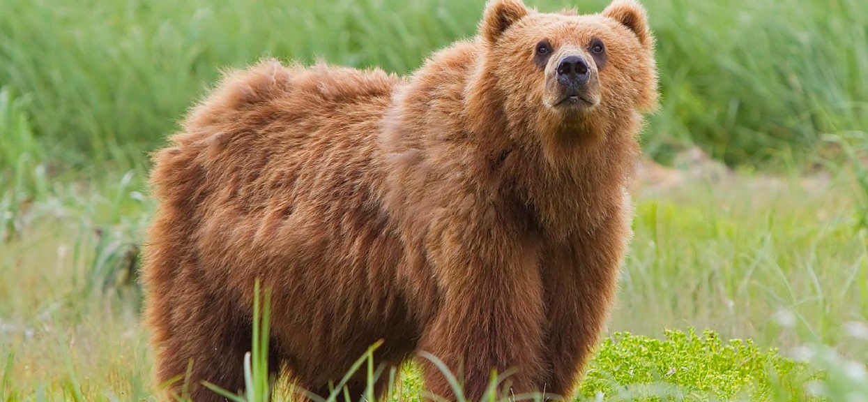 Niedźwiedź złamał mężczyźnie kręgosłup i trzymał jako zapas jedzenia. Po miesiącu znaleźli go myśliwi, zdjęcia przerażają