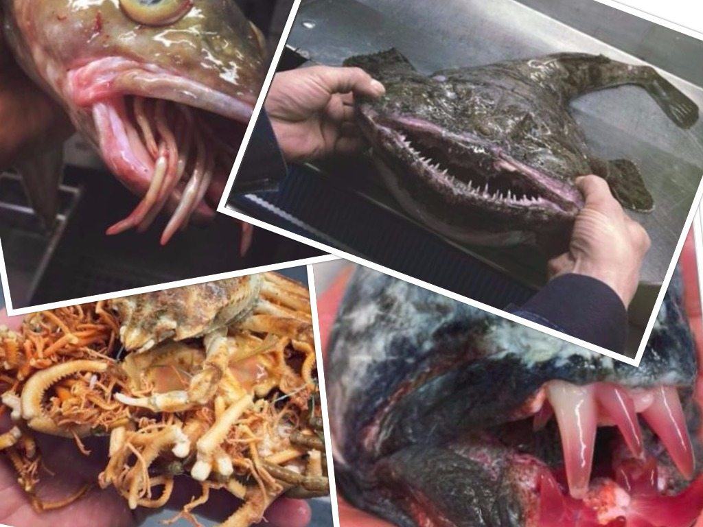Rosyjski rybak podbił Instagrama. Robi zdjęcia najbardziej przerażającym kreaturom z głębin (VIDEO+FOTO)
