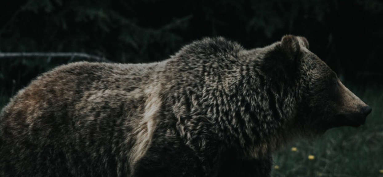 Horror w lesie. Gdy babcię zaatakował niedźwiedź, nie spodziewała się, że to jeszcze nie było najgorsze