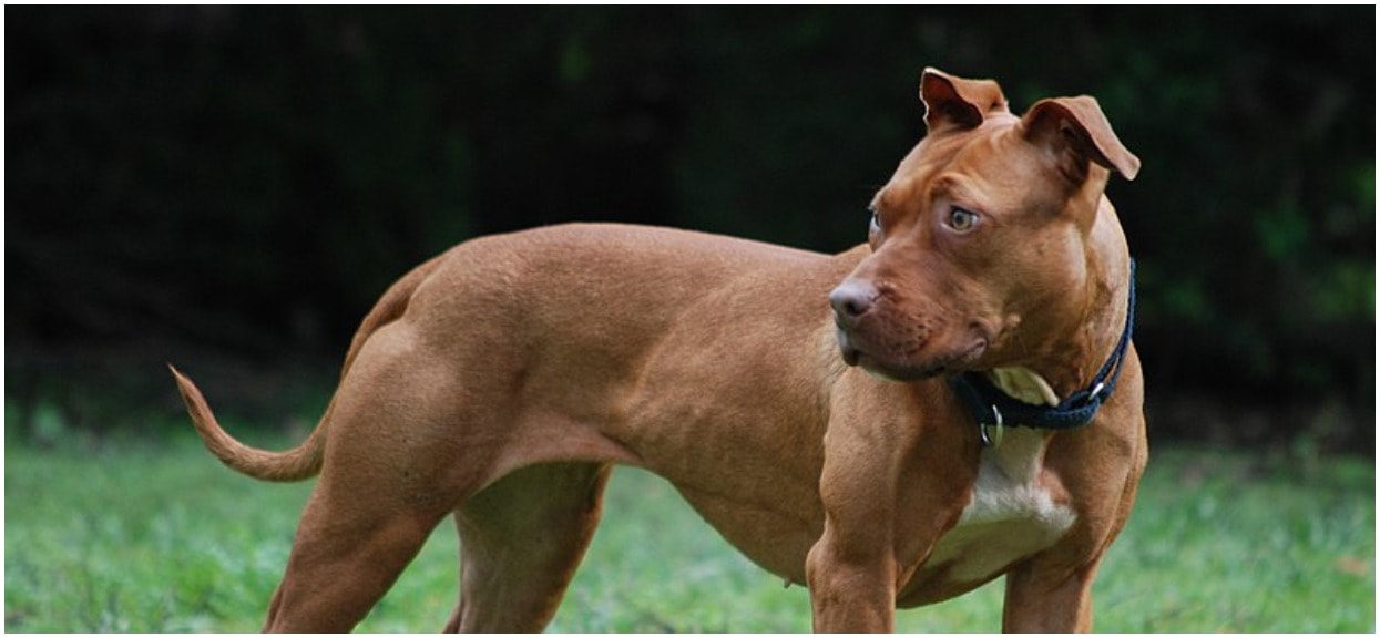 3 pitbulle zagryzły nastolatka. Właściciel nie poniesie odpowiedzialności