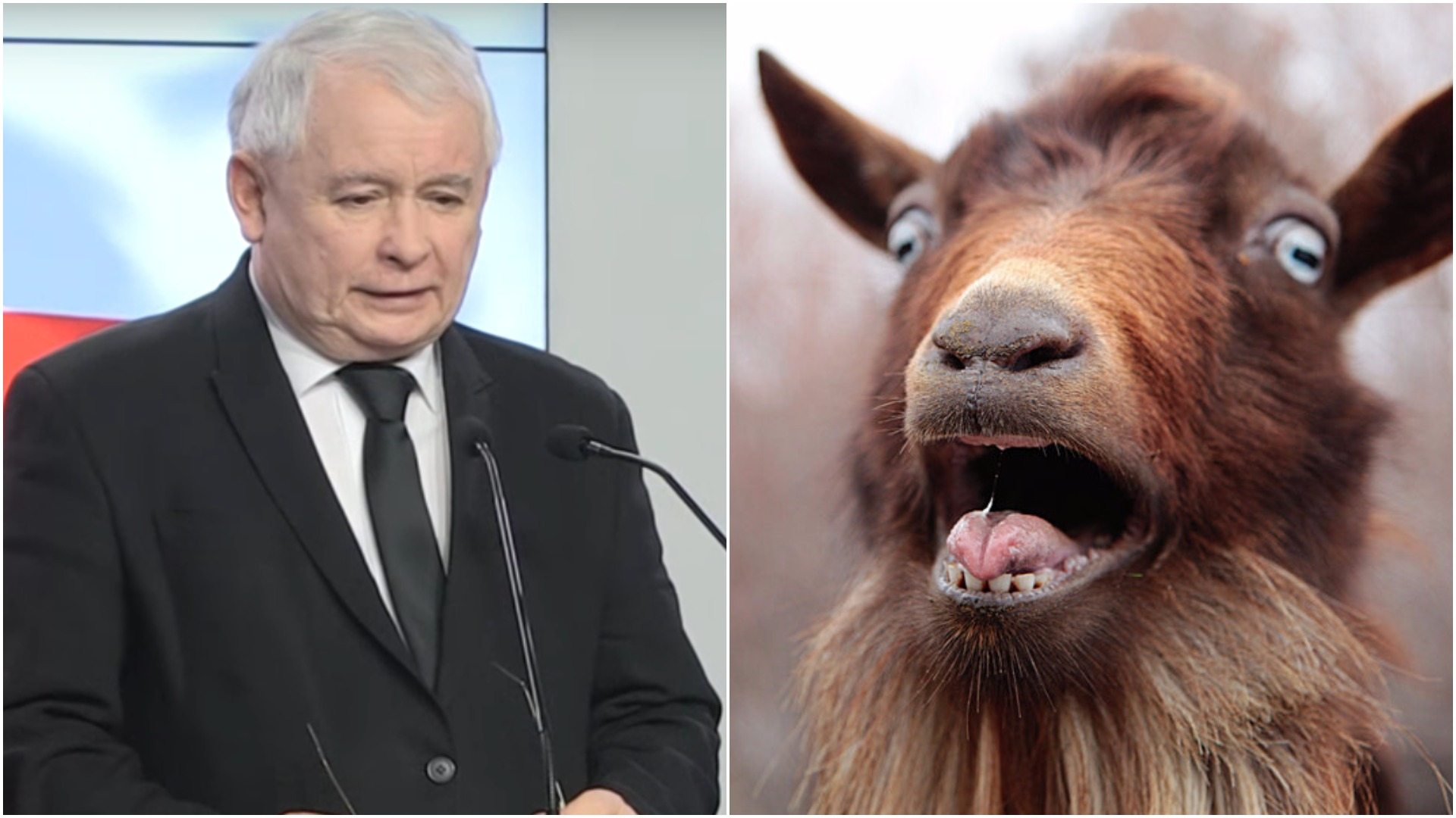 Kaczyński właśnie skomentował wybór Tuska. Użył kontrowersyjnej metafory o kozie...