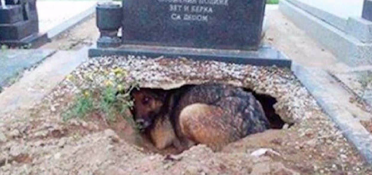 Wszyscy myśleli, że ten pies wraca na grób swojego pana. Prawda okazała się zupełnie inna