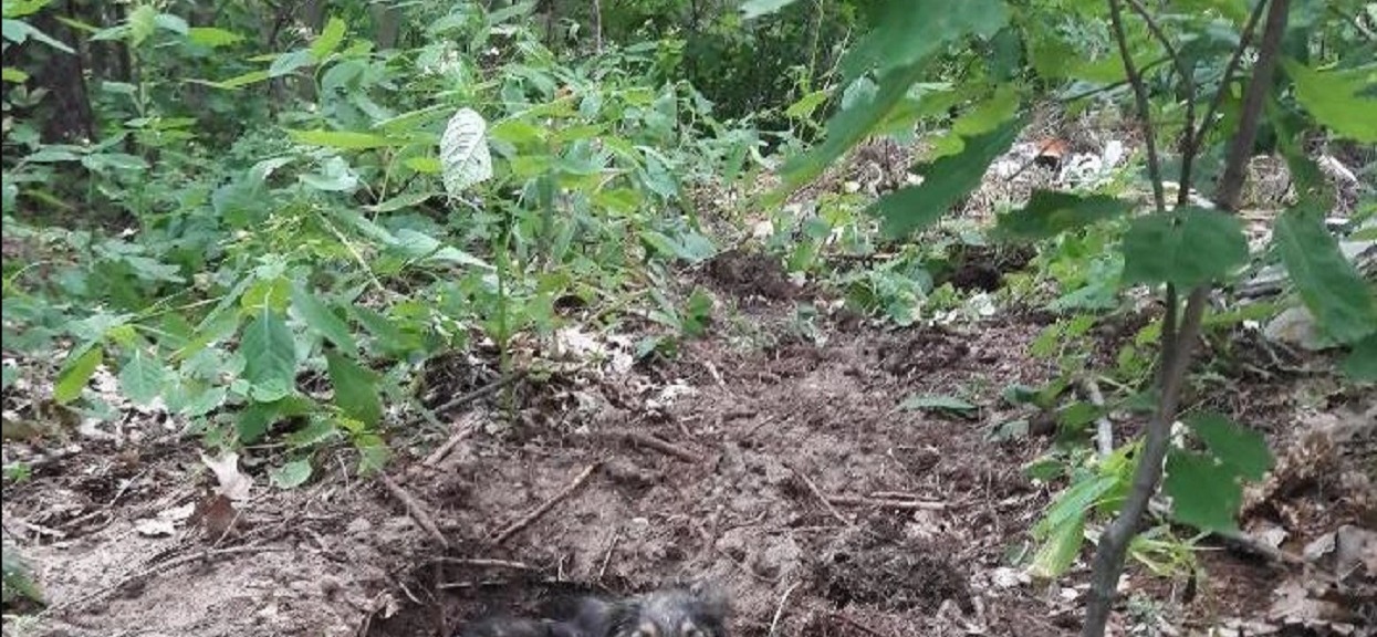 Myślał, że pies nie żyje i zakopał zwierzę. Nagle spod ziemi zaczęły dochodzić dziwne dźwięki