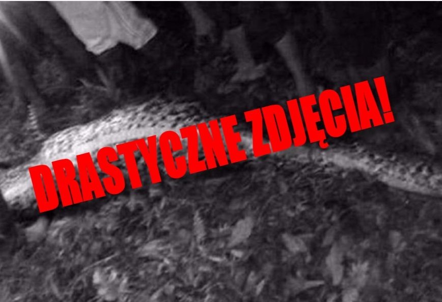 Przerażające znalezisko, W środku pytona znaleźli całego człowieka (DRASTYCZNE ZDJĘCIA +18)