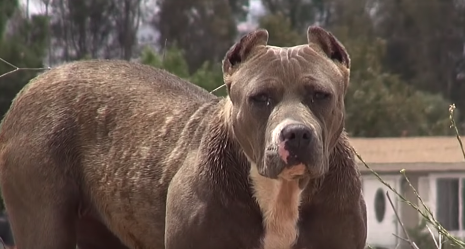 Bezdomny wielki pies budził przerażenie mieszkańców. Nagrali, co się stało, gdy pitbull został schwytany