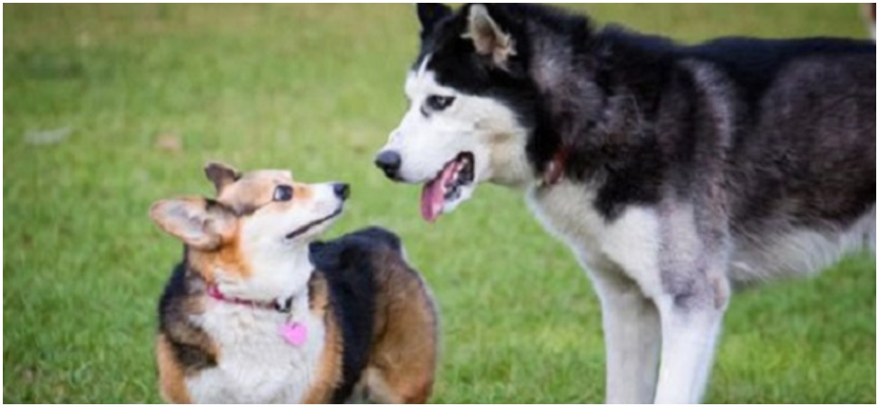 Malutki piesek corgi zapłodnił wielką suczkę husky. Od zdjęć szczeniaka na długo nie można oderwać wzroku