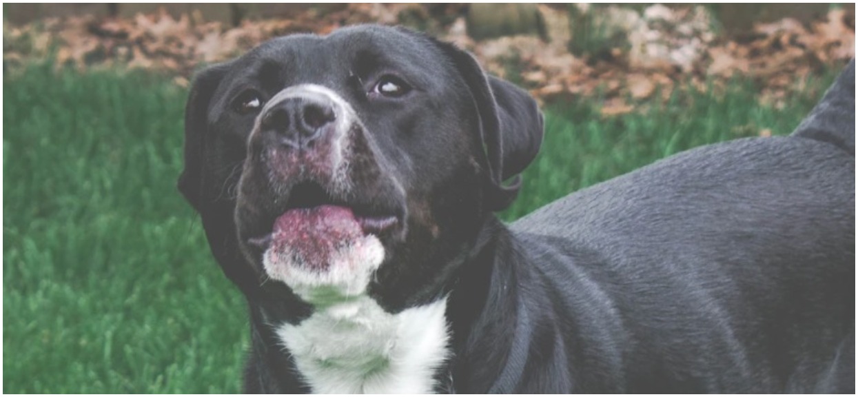 Obawiał się, że wielki pitbull żony skrzywdzi jego córeczkę. Szybko zmienił zdanie, potem nadszedł najgorszy dzień w ich życiu