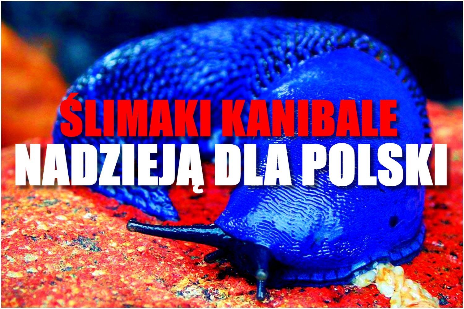Ohydne ślimaki kanibale nadzieją dla Polski. Będzie rewolucja