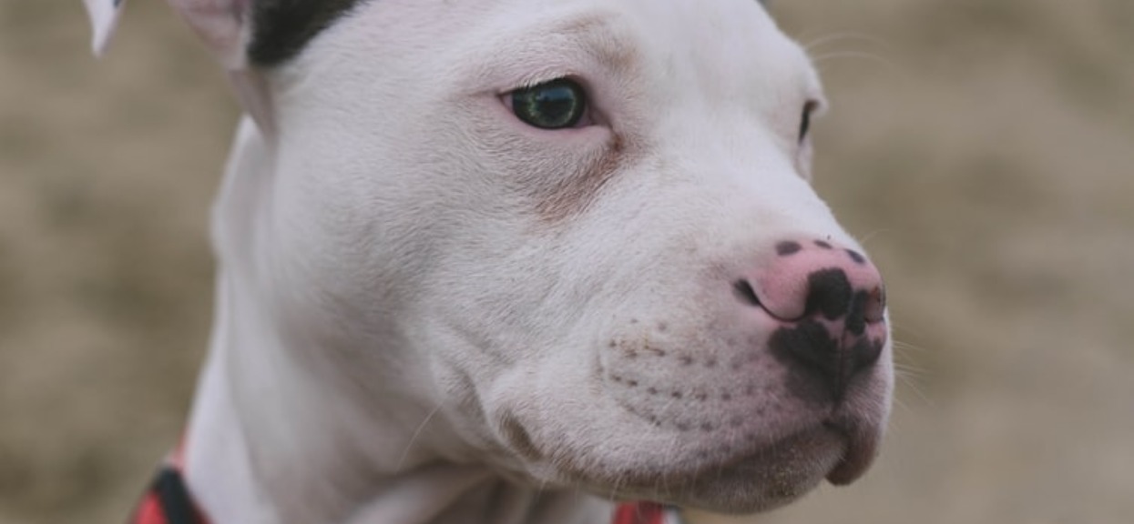 Dzieci bawiły się przed domem, gdy nagle w ich stronę rzucił się pitbull. Kilka sekund później doszło do tragedii