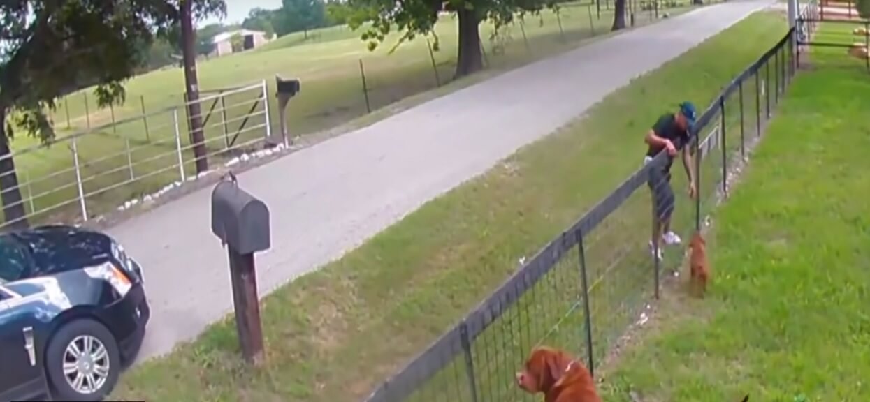Rodzina przeżyła jeden z najgorszych koszmarów. Ukryta kamera uchwyciła kradzież szczeniaka, złodzieje zarobili krocie