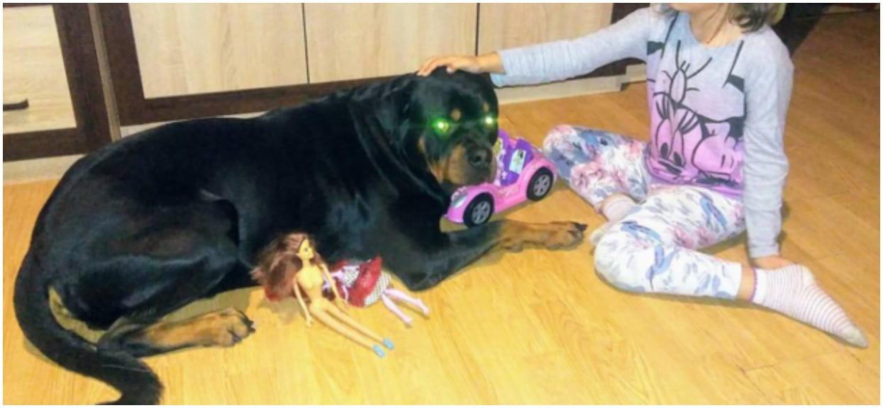 Dwa wielkie psy rzuciły się na 8-latkę i jej maleńką suczkę. Nagle zza dziecka wybiegł ogromny rottweiler