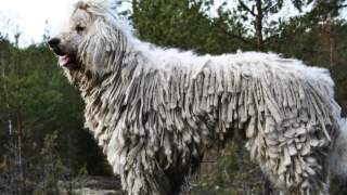 9 najdziwniejszych psów na świecie. Ich szczeniaki wyglądają nieziemsko