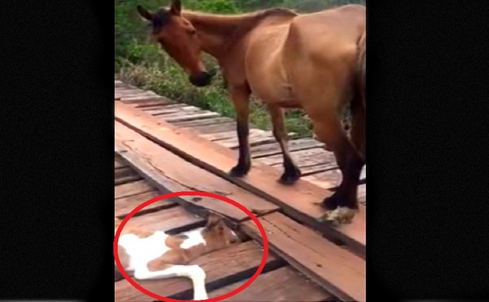 Uratował małego konika, który przez wiele godzin był zaklinowany w szczelinie (VIDEO)