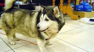 Postanowiła przestać nosić stanik. Po kilku tygodniach była zdumiona, jak zmieniły się jej piersi