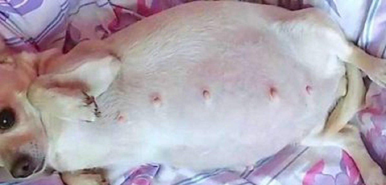 Suczka zaszła w ciążę, jej brzuch nie przestawał rosnąć. Gdy doszło do porodu, poznali nieprawdopodobną prawdę, nigdy tego nie zapomną