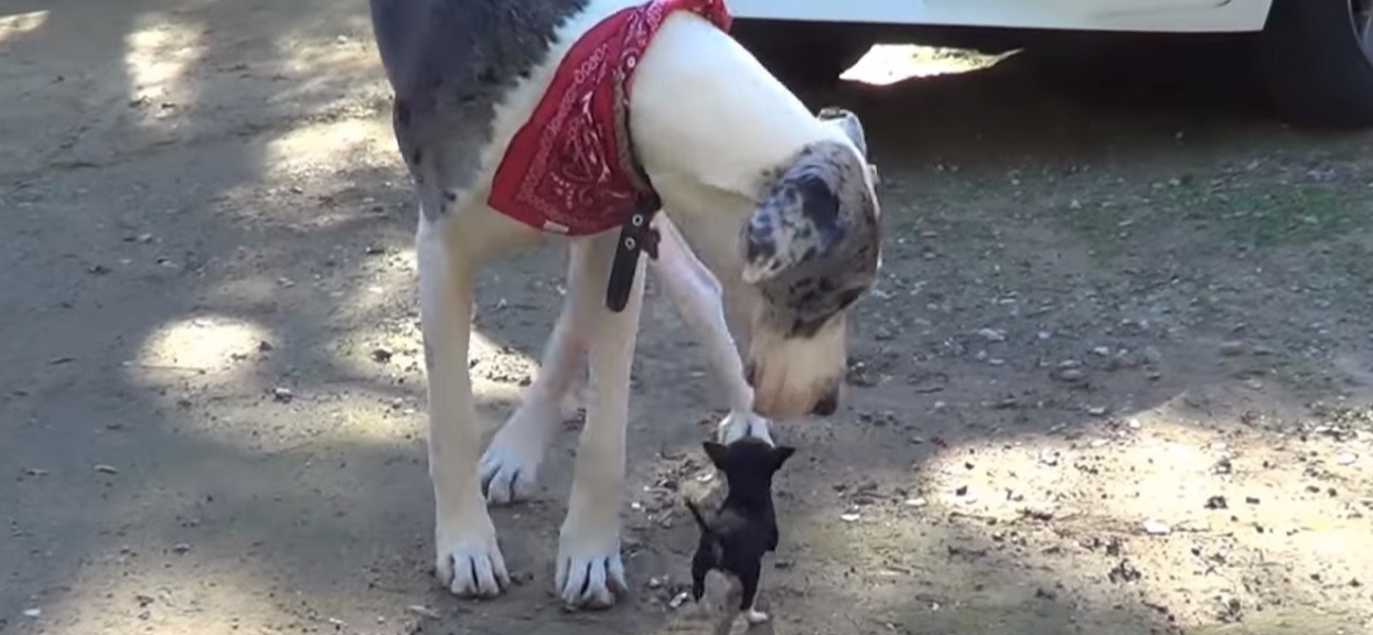 Ogromny Dog nagle ruszył w kierunku maleńkiego szczeniaczka chihuahua. Nagranie odbiera mowę