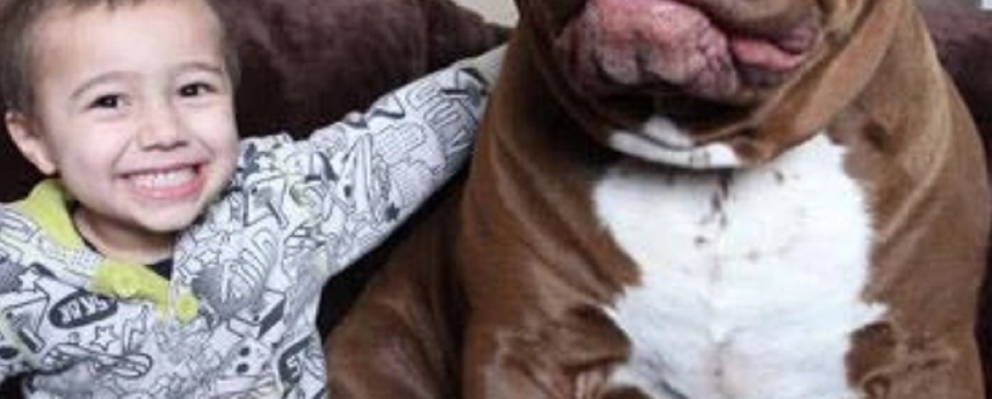 Gigantyczny pies to nie fotomontaż. Tak wygląda największy pitbull na świecie (zdjęcia)