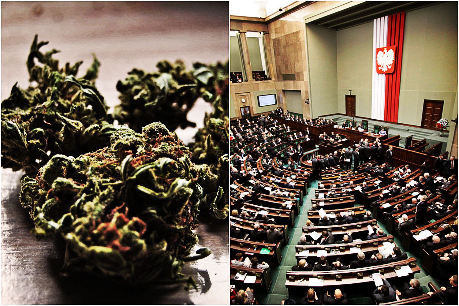 REWOLUCJA! W Polsce będzie dostępna lecznicza marihuana! Tylko jedna partia ma uwagi...