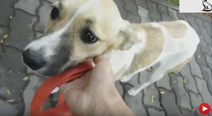 Znalazł bezdomnego psa na placu budowy. Gdy spojrzał w jego oczy, wymiękł (VIDEO)