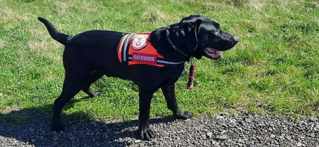 Uratował życie wielu ludzi, teraz sam przechodzi przez mękę. Labrador Sajgon liczy na waszą pomoc, liczy się każda godzina