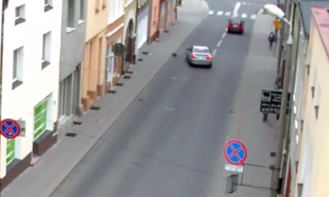 Chciał rozjechać kota - stracił prawo jazdy (video)