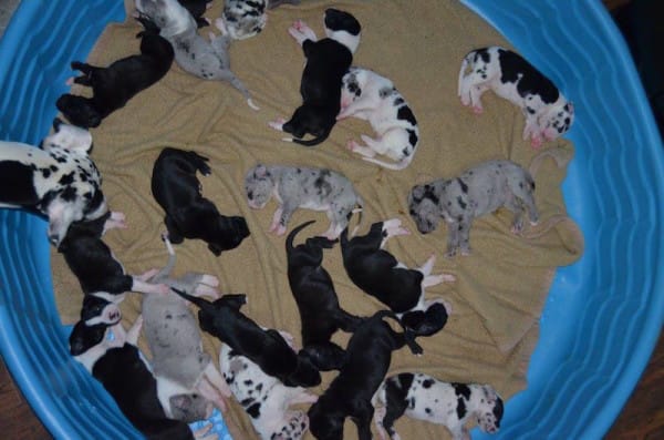 Ukradli mu szczeniaka rottweilera. 8 lat później się znalazł, czy rozpoznał pana?