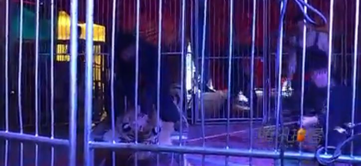 Właśnie dlatego cyrk to bestialstwo. Związali tygrysa do granic możliwości, by ludzie mogli na niego wejść dla zdjęcia