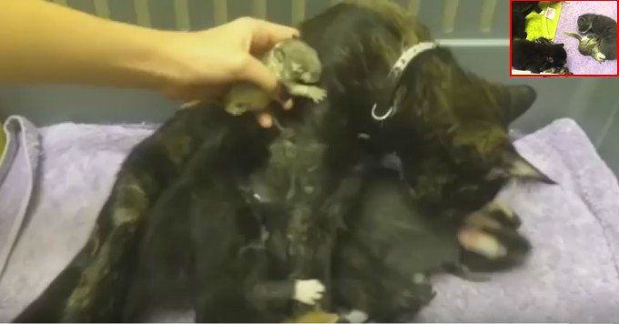 Kocica przygarnia do siebie małą osieroconą wiewiórkę (VIDEO)