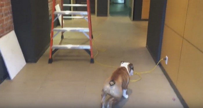 Pies bał się przejść przez kabel podłączony do prądu. Spójrz, co on wymyślił (VIDEO)