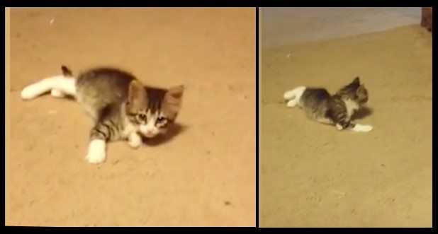Kotek spokojnie sobie odpoczywał do momentu, aż zobaczył siebie w lustrze (VIDEO)