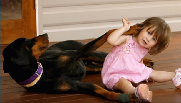 Adoptowali dobermana. Po 4 dniach zaczął warczeć na ich 1,5 roczne dziecko, ale nie przewidzieli, co zrobi