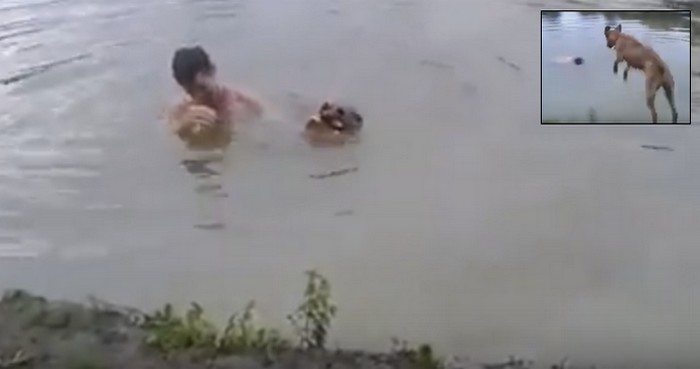 Nad jezioro najlepiej chodzić z psem! Spójrz co zrobił ten pies, gdy zobaczył tonącego właściciela (VIDEO)