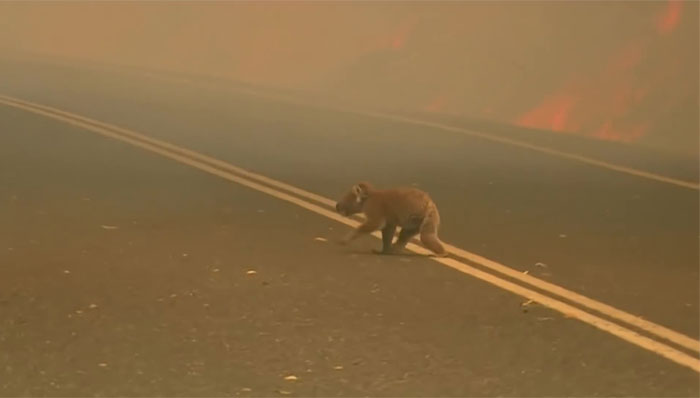 Ogromne pożary dziesiątkują całą populację. Ostatnie misie koala umierają na naszych oczach