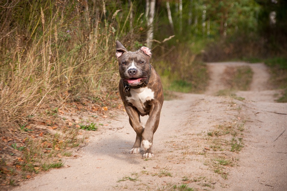 Nagle pitbull zerwał się ze smyczy i poleciał w krzaki. Po chwili słychać było przeraźliwy krzyk dziecka