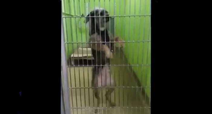 Pies w schronisku robi to za każdym razem, gdy ktoś przechodzi. Tak chce zwrócić na siebie uwagę (VIDEO)