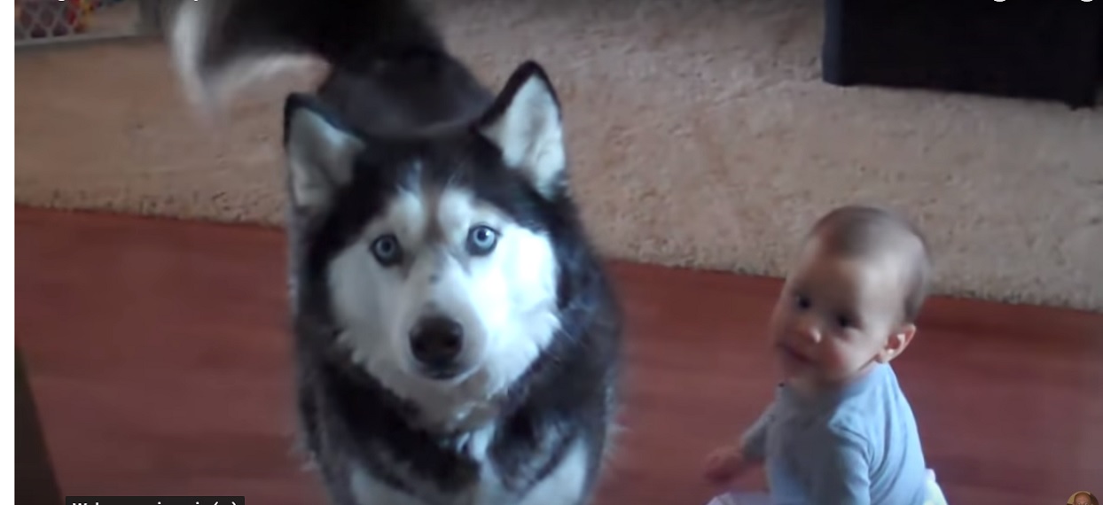 Na bank nie powstrzymasz śmiechu. Nagranie, na którym husky naśladuje dziecko powala