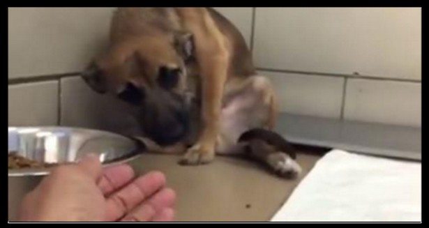 Ten piesek siedział przestraszony w schronisku. Spójrz jak zareagował na wyciągniętą do niego rękę (VIDEO)