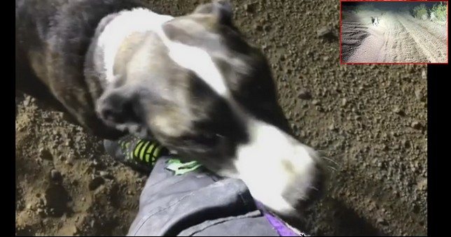 Dwóch kierowców rajdowych znalazło psa na środku pustyni. Zrobili fantastyczną rzecz (VIDEO)
