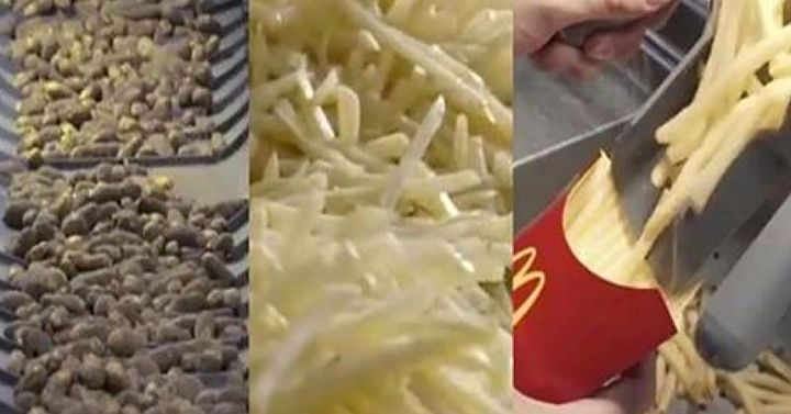 Zobaczysz, jak powstają frytki w McDonald i już nigdy ich nie zjesz. Klienci oburzeni jak nigdy