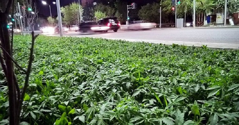Tysiące krzaków marihuany w centrum stolicy Kazachstanu