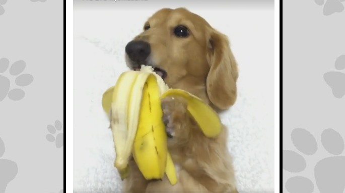 Ten psiak pierwszy raz spróbował banana. Będziesz zaskoczony jego reakcją (VIDEO)
