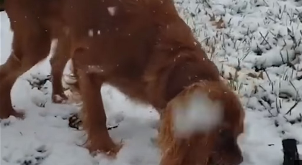 Husky cały czas wąchał jej brzuch. Kiedy w końcu poszła do lekarza usłyszała porażającą diagnozę