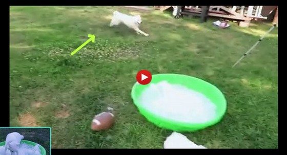 Nasypał Husky'emu lodu do wanienki. Jego reakcja jest genialna. Oszalał (VIDEO)
