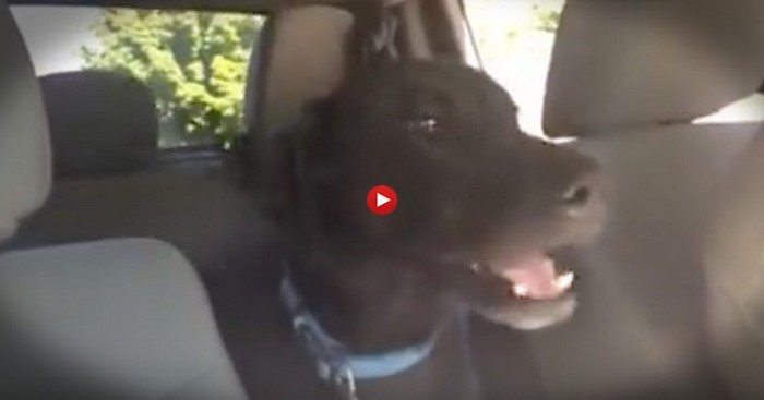Pies zauważył, że droga prowadzi do parku psów. Takiej reakcji jeszcze nie widziałeś (VIDEO)