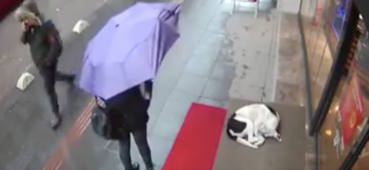 Podchodzi do bezdomnego psa i robi rzecz, która nie mieści się w głowie. Nie wiedziała, że wszystko się nagrywa