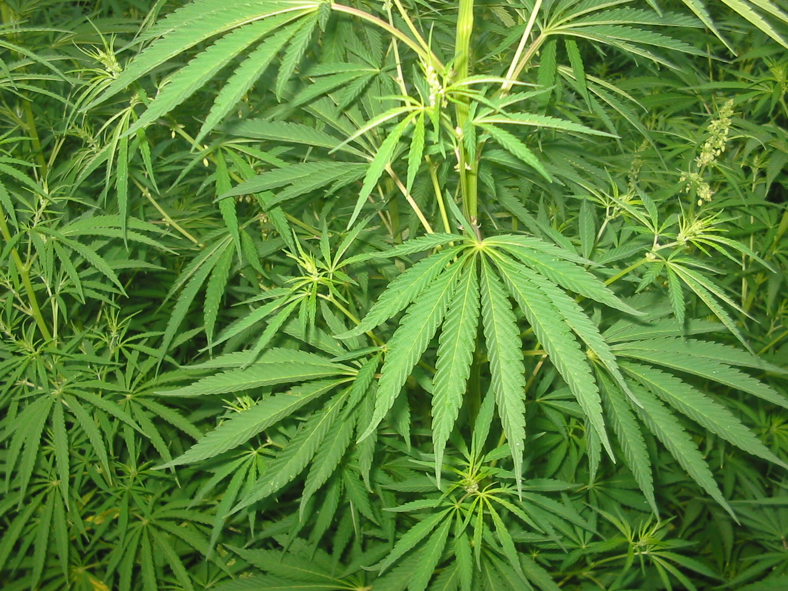 Zjednoczona Prawica chce legalizacji medycznej marihuany